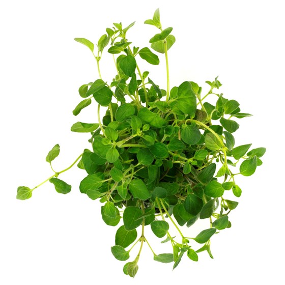 OREGANO IMPORT 100 GR