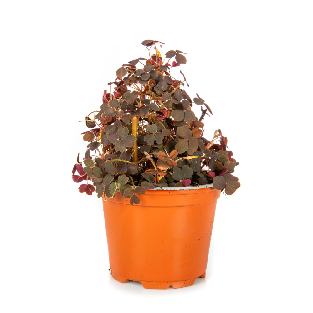 URT OXALIS 6x12 CM STORE