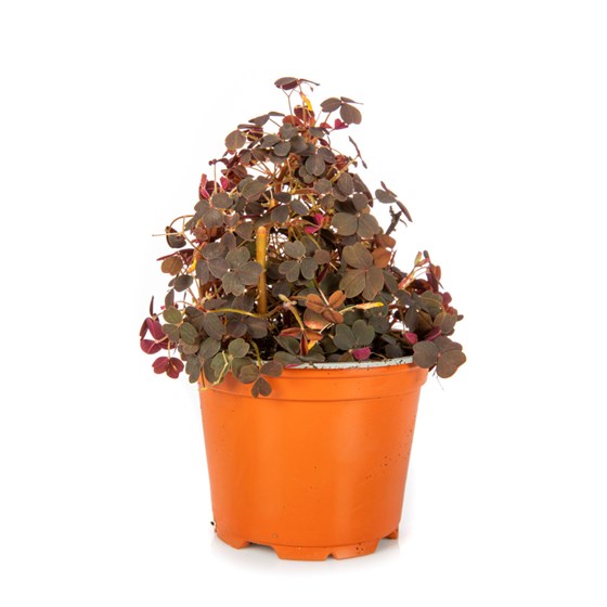 URT OXALIS 6x12 CM STORE