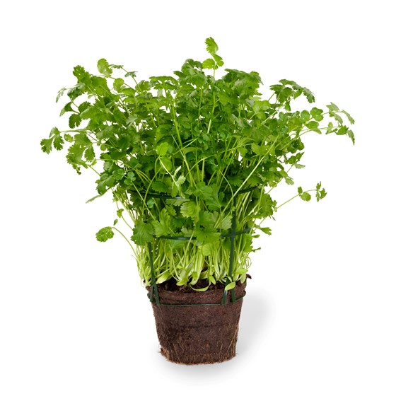 Urt koriander i potte, Schrader gartneri