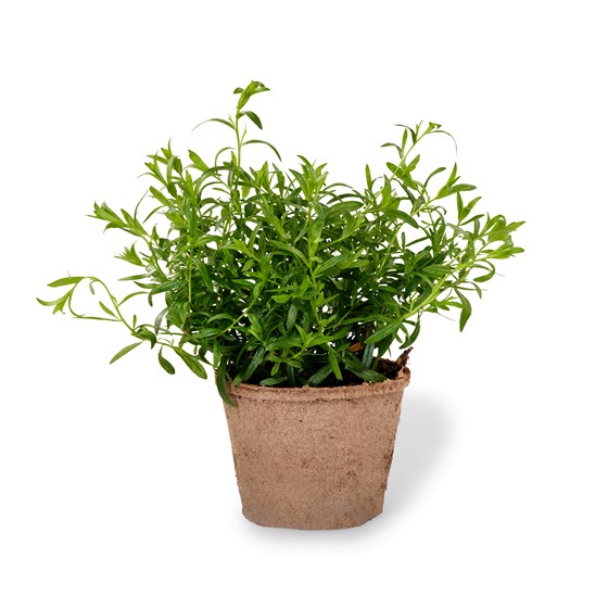 Urt oregano i potte, Schrader gartneri