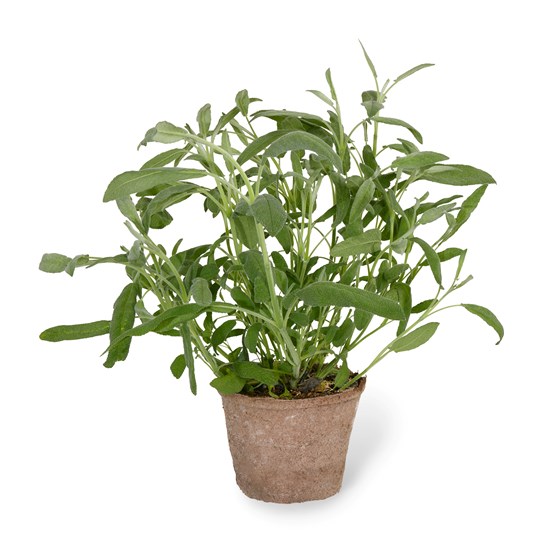 Urt salvie i potte, Schrader gartneri