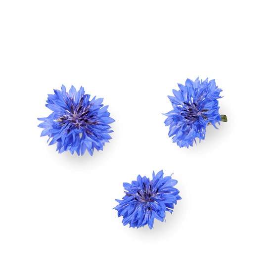 SPISELIG KORNBLOMST BLÅ 12 STK