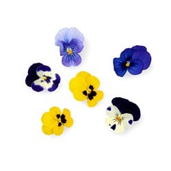 SPISELIG BLOMST MIKS 12 STK KO