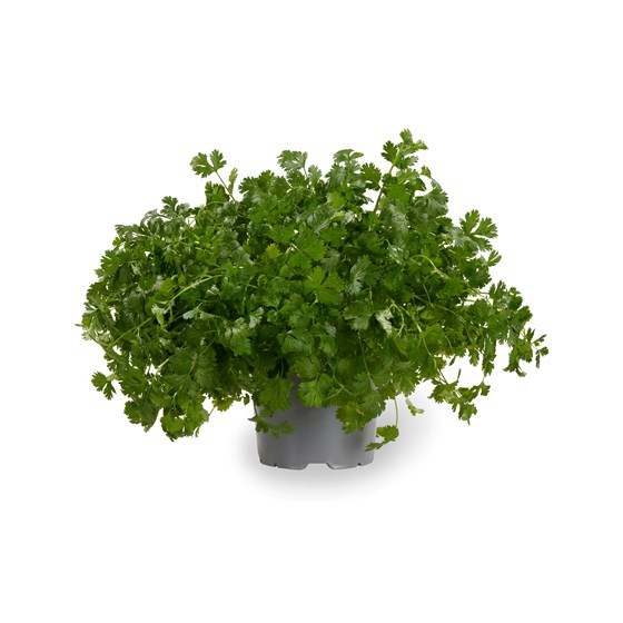 URT KORIANDER 6 PT XL GJENNEST