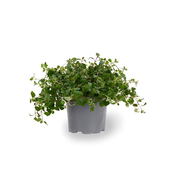 URT OREGANO 6 PT XL GJENNESTAD