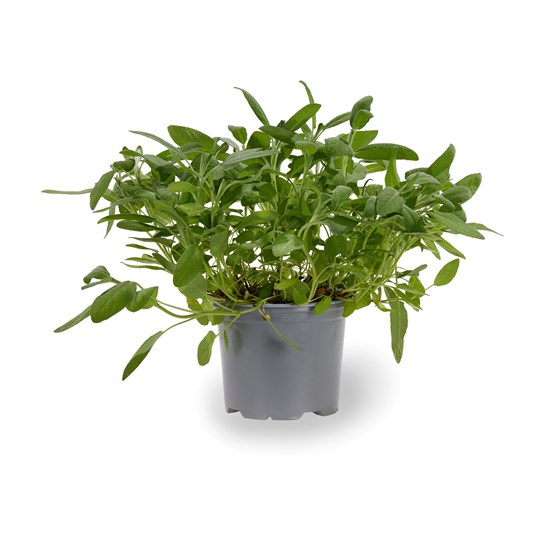 URT SALVIE 6 PT XL GJENNESTAD