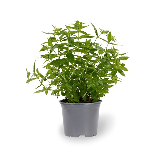 URT SITRONVERBENA 6 PT XL GJEN