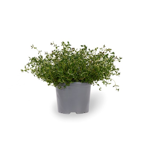 URT TIMIAN 6 PT XL GJENNESTAD