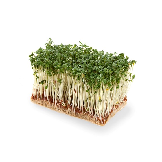 URT KARSE 10x150 GR