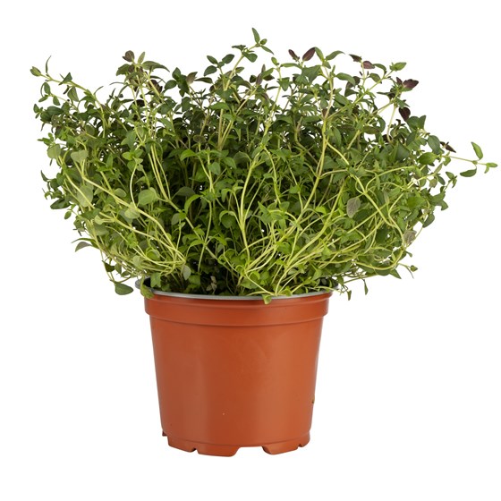 URT SALAD PEA  2x110 GR