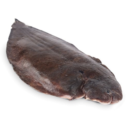 Sjøtunge fersk 3-500 gr.