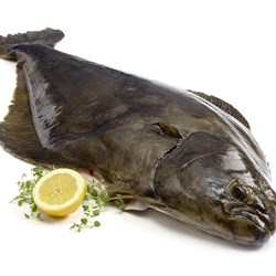 Kveite uten hode 6-25 kg vill