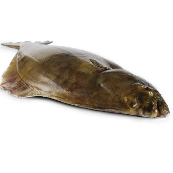 Kveite Hel 3-5 kg Fersk