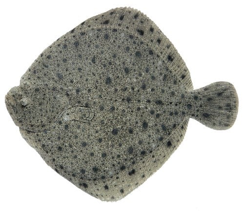 Piggvar filet, Fersk