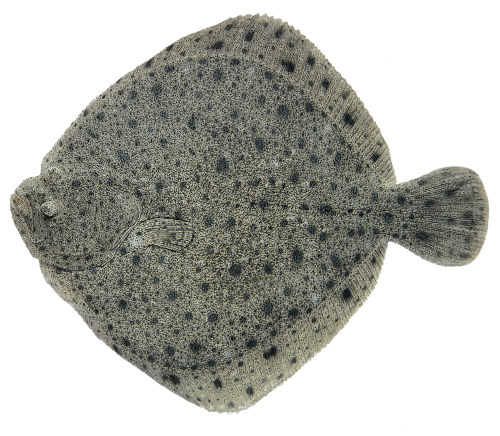 Piggvar filet, Fersk