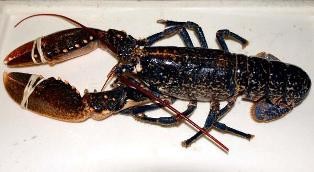 Hummer. prima. Import