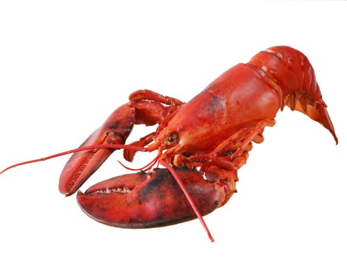 Hummer Canada Kokt Fersk