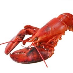 Hummer Canada Kokt Fersk