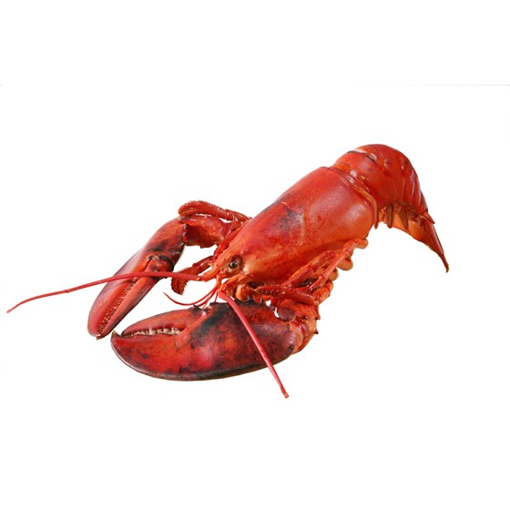 Hummer Canada Blansjert Fersk