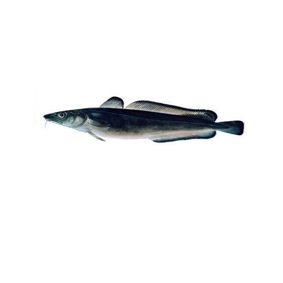 Lange hel 4kg +Fersk, 1 stk