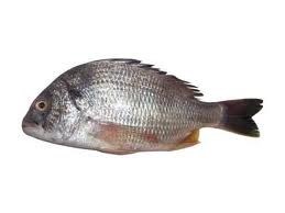 Sea Bream 4-600 gr. Fersk