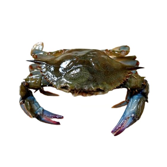 Soft shell krabbe, dypfryst