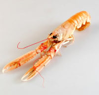 Sjøkreps 5-8 Fersk 3 kg