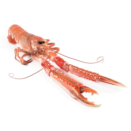 Sjøkreps 8-14 Fersk 3 kg