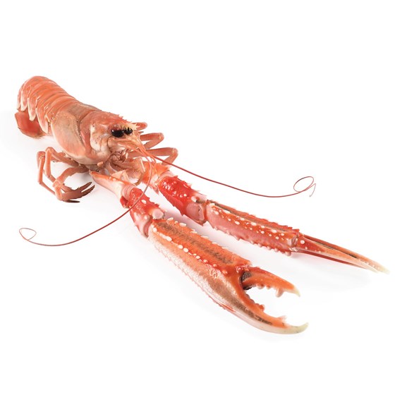 Sjøkreps 4-7,  dypfryst 800gr