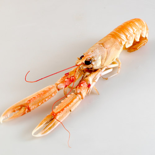 Sjøkreps Norsk 8-14 Dypfryst