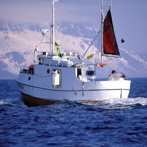 Norsk Kongekrabbe, Kokt 4L