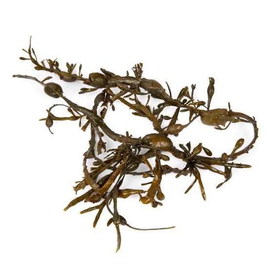 Tang 3 kg
