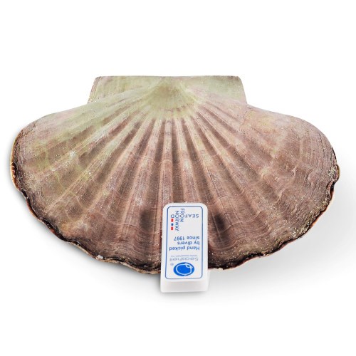 Kamskjell GIGANT. Seashell. 10