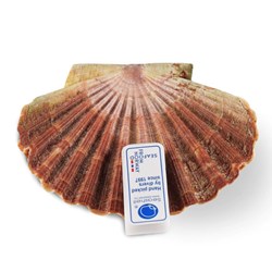 Kamskjell Seashell 10-11cm(25)