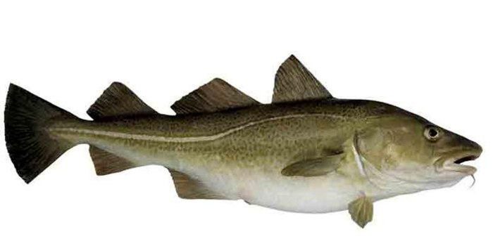 Torsk. 4-6 kg. Fersk