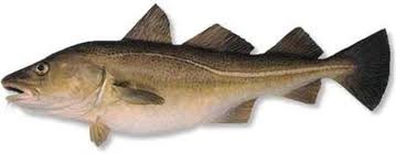 Skrei Hel 2-4 kg Fersk 2 stk