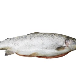 Ørret 2-3 kilo. Fersk