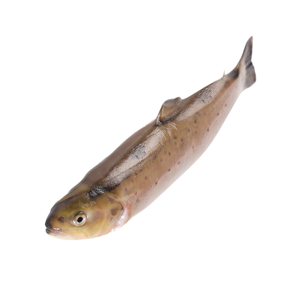 Fjellørret fra Sirdal